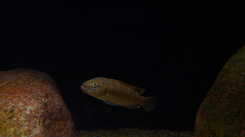 Telmatochromis cf. temporalis 'Kigoma'